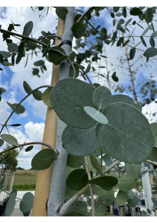 Echter Eukalyptus | Eucalyptus gunnii Echter Eukalyptus | Eucalyptus gunnii