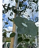 Echter Eukalyptus | Eucalyptus gunnii Echter Eukalyptus | Eucalyptus gunnii