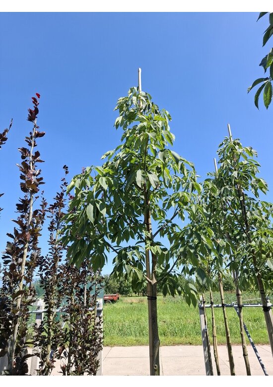Gelbe Pavie 'Vestita' | Aesculus flava 'Vestita' Gelbe Pavie 'Vestita' | Aesculus flava 'Vestita'