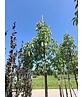 Gelbe Pavie 'Vestita' | Aesculus flava 'Vestita' Gelbe Pavie 'Vestita' | Aesculus flava 'Vestita'