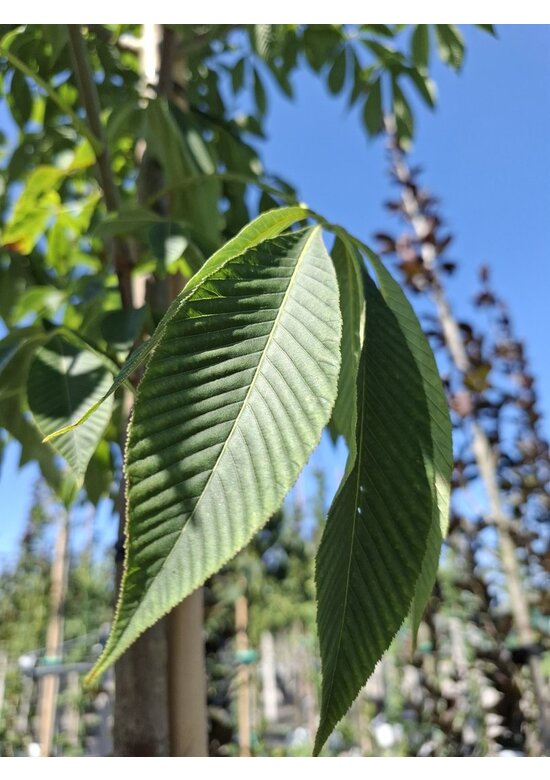 Gelbe Pavie 'Vestita' | Aesculus flava 'Vestita' Gelbe Pavie 'Vestita' | Aesculus flava 'Vestita'