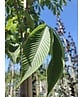 Gelbe Pavie 'Vestita' | Aesculus flava 'Vestita' Gelbe Pavie 'Vestita' | Aesculus flava 'Vestita'