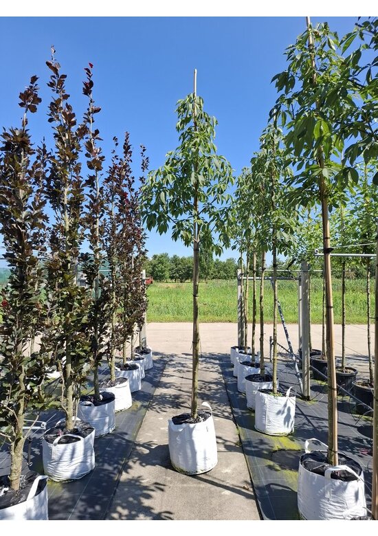 Gelbe Pavie 'Vestita' | Aesculus flava 'Vestita' Gelbe Pavie 'Vestita' | Aesculus flava 'Vestita'