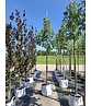 Gelbe Pavie 'Vestita' | Aesculus flava 'Vestita' Gelbe Pavie 'Vestita' | Aesculus flava 'Vestita'