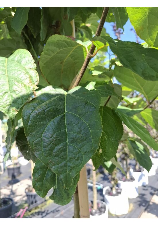 Chinesischer Wachsstrauch 'Hartlage Wine' | Calycanthus raulstonii 'Hartlage Wine'