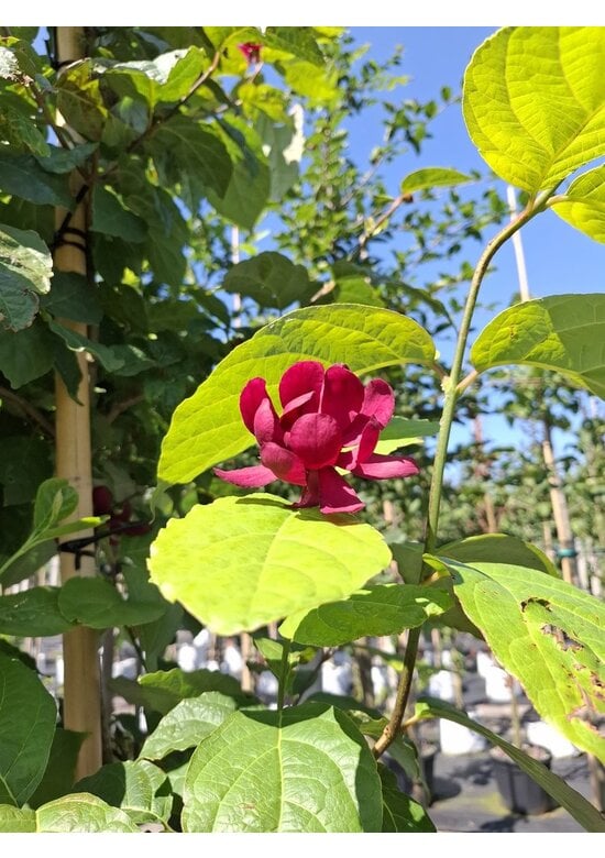 Chinesischer Wachsstrauch 'Hartlage Wine' | Calycanthus raulstonii 'Hartlage Wine'