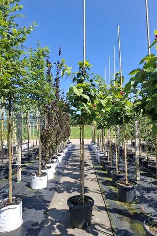 Chinesischer Wachsstrauch 'Hartlage Wine' | Calycanthus raulstonii 'Hartlage Wine'