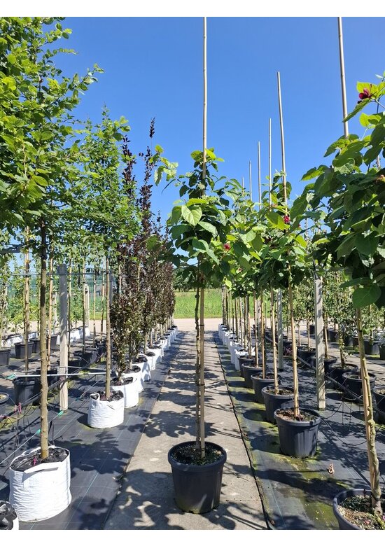 Chinesischer Wachsstrauch 'Hartlage Wine' | Calycanthus raulstonii 'Hartlage Wine'