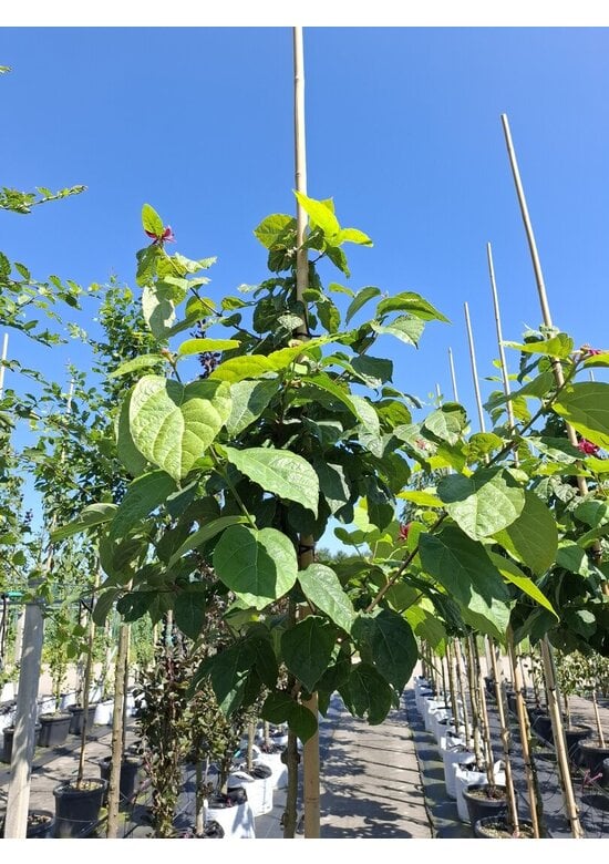 Chinesischer Wachsstrauch 'Hartlage Wine' | Calycanthus raulstonii 'Hartlage Wine'