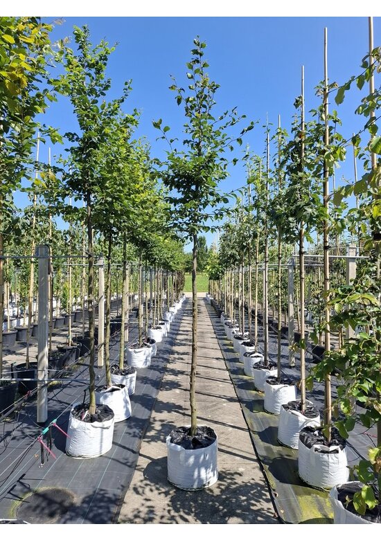 Hainbuche hochstamm | Carpinus betulus