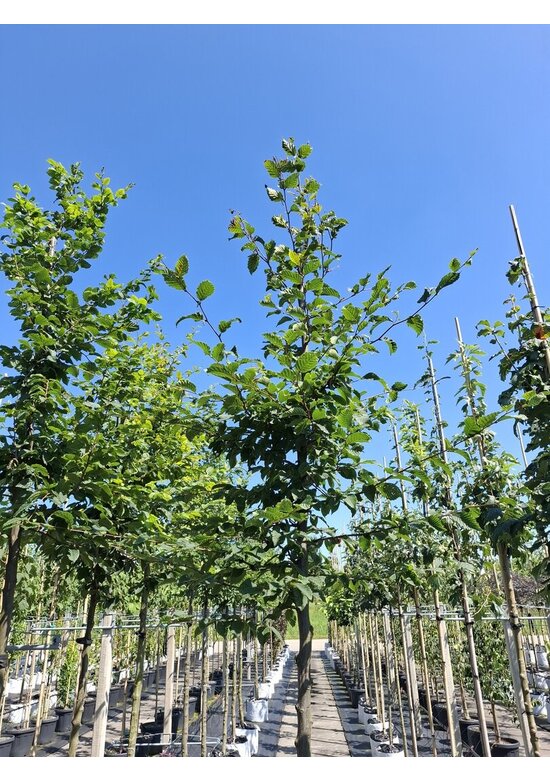 Hainbuche hochstamm | Carpinus betulus