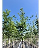Hainbuche Baum | Carpinus betulus