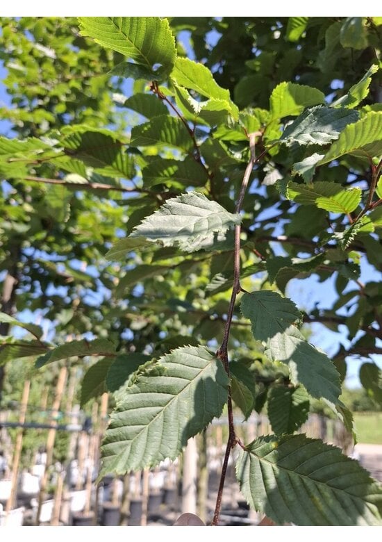 Hainbuche hochstamm | Carpinus betulus