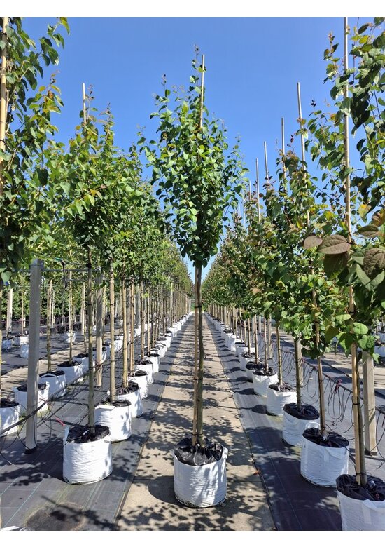 Lebkuchenbaum | Cercidiphyllum japonicum Lebkuchenbaum | Cercidiphyllum japonicum