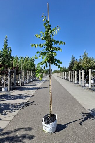 Kanadischer Judasbaum | Cercis canadensis Kanadischer Judasbaum | Cercis canadensis