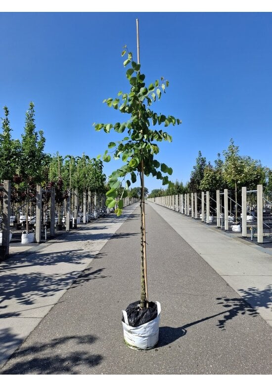 Kanadischer Judasbaum | Cercis canadensis