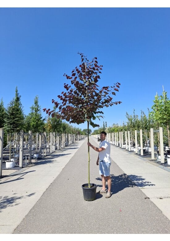 Judasbaum 'Forest Pansy' Hochstamm | Cercis canadensis 'Forest Pansy'
