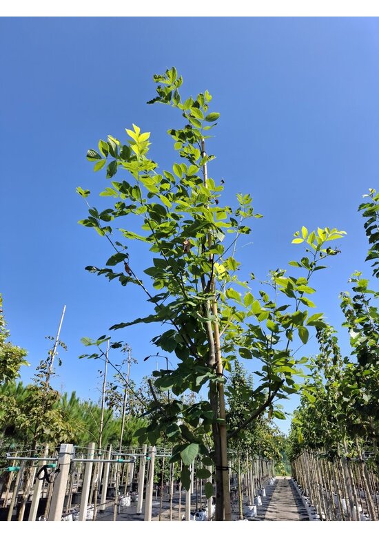 Amerikanisches Gelbholz | Cladrastris kentukea