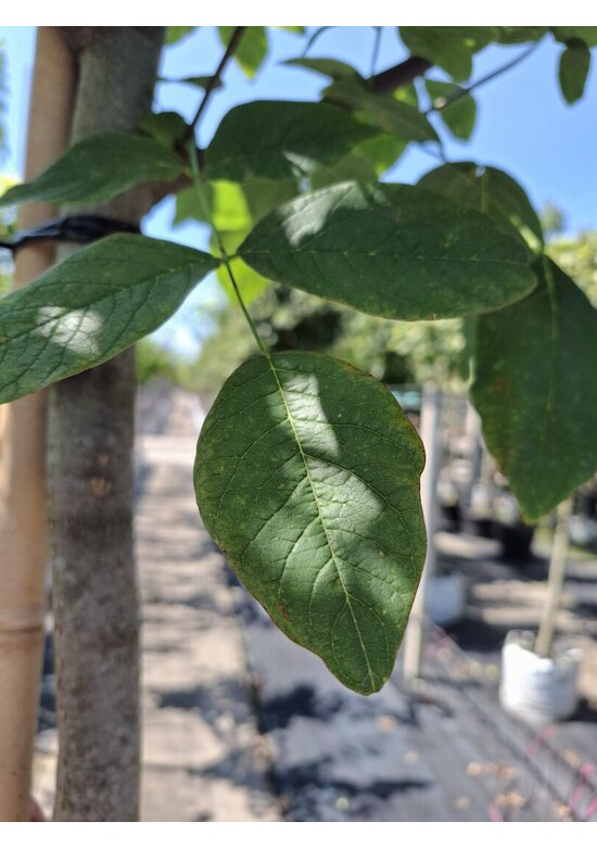 Amerikanisches Gelbholz | Cladrastris kentukea