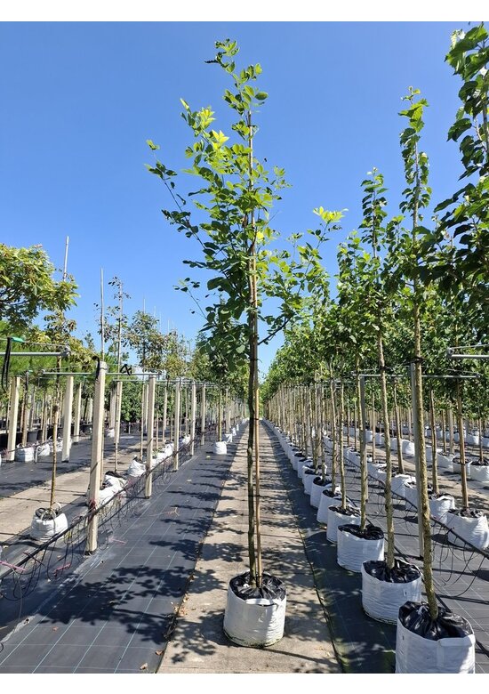 Amerikanisches Gelbholz | Cladrastris kentukea