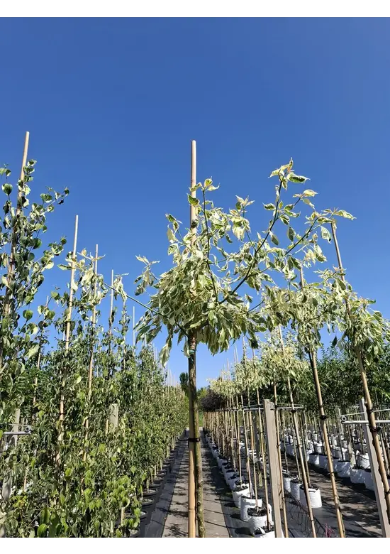 Hoher Weißbunter Etagen-Hartriegel 'Variegata' | Cornus controversa 'Variegata'