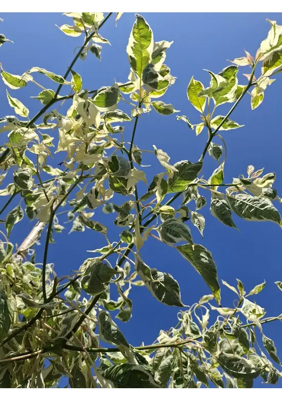 Hoher Weißbunter Etagen-Hartriegel 'Variegata' | Cornus controversa 'Variegata'