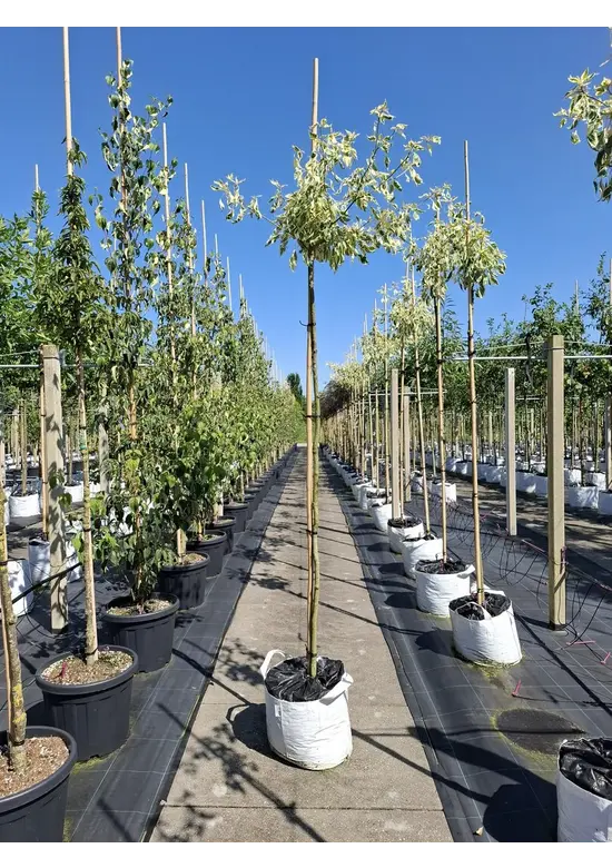 Hoher Weißbunter Etagen-Hartriegel 'Variegata' | Cornus controversa 'Variegata'