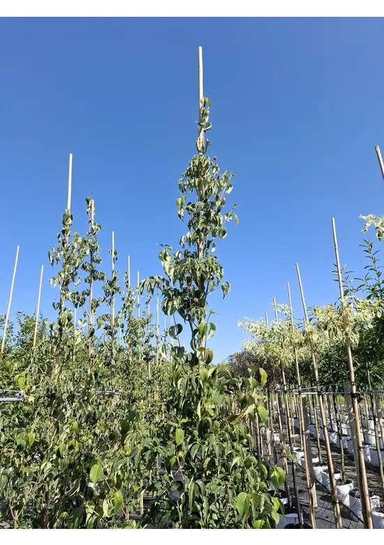 Chinesischer Blumen-Hartriegel 'Weisse Fontaine' - Stammbusch | Cornus kousa 'Weisse Fontaine'