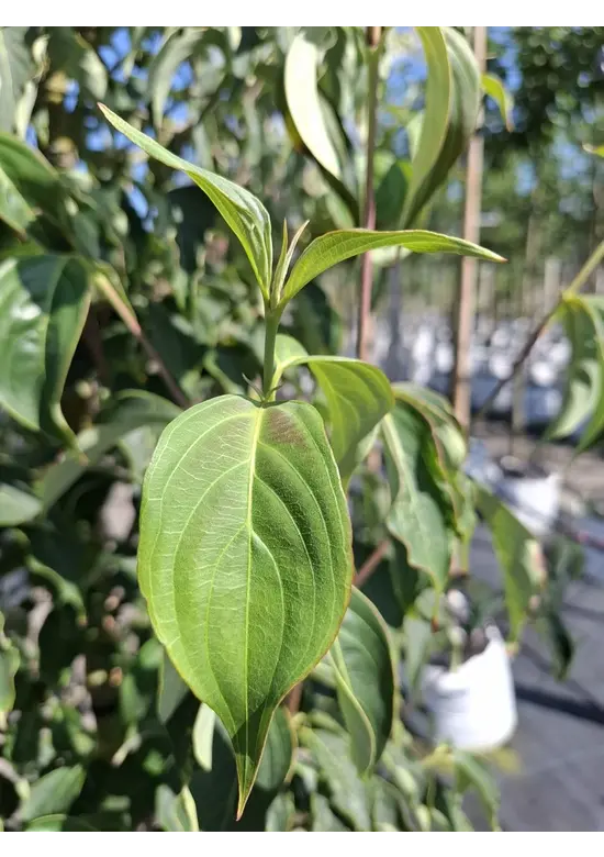 Chinesischer Blumen-Hartriegel 'Weisse Fontaine' - Stammbusch | Cornus kousa 'Weisse Fontaine'