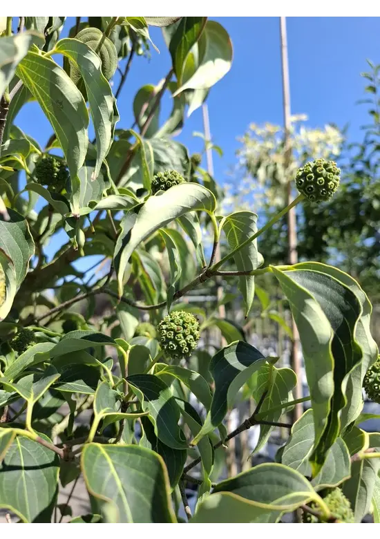 Chinesischer Blumen-Hartriegel 'Weisse Fontaine' - Stammbusch | Cornus kousa 'Weisse Fontaine'