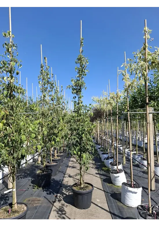 Chinesischer Blumen-Hartriegel 'Weisse Fontaine' - Stammbusch | Cornus kousa 'Weisse Fontaine'