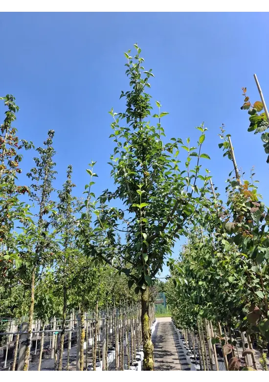 Kornelkirsche Baum | Cornus mas