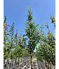 Kornelkirsche Baum | Cornus mas Kornelkirsche Baum | Cornus mas