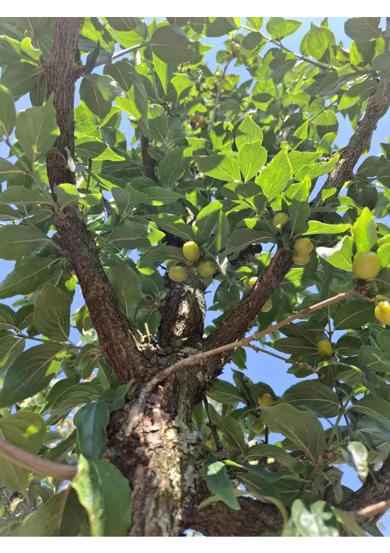 Kornelkirsche Baum | Cornus mas