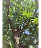 Kornelkirsche Baum | Cornus mas Kornelkirsche Baum | Cornus mas
