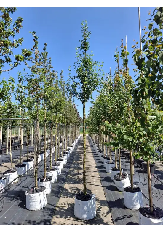 Kornelkirsche Baum | Cornus mas