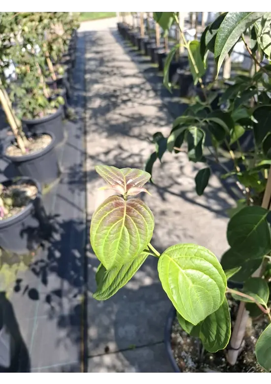 Japanischer Blumen-Hartriegel 'Rutdan' | Cornus 'Rutdan' (Celestial)
