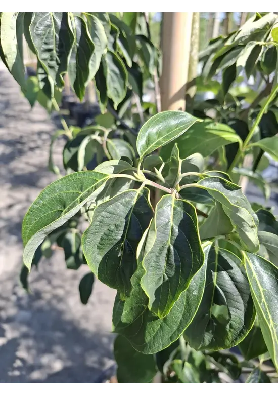 Japanischer Blumen-Hartriegel 'Rutdan' | Cornus 'Rutdan' (Celestial)