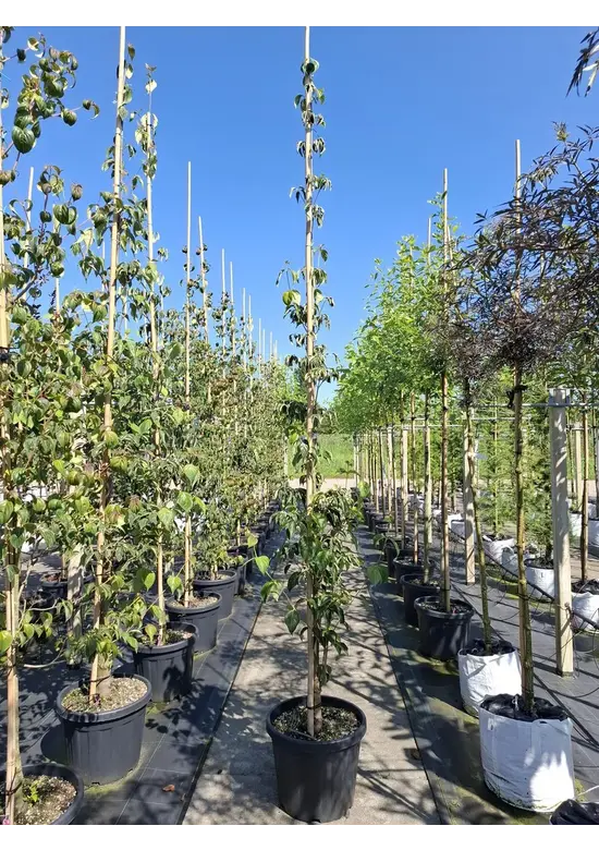 Japanischer Blumen-Hartriegel 'Rutdan' | Cornus 'Rutdan' (Celestial)