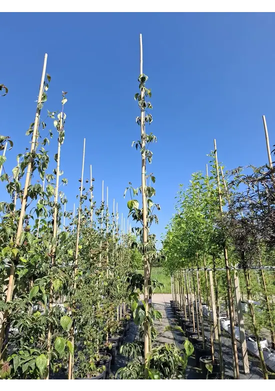 Japanischer Blumen-Hartriegel 'Rutdan' | Cornus 'Rutdan' (Celestial)