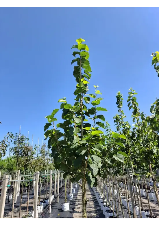 Baumhasel | Corylus colurna