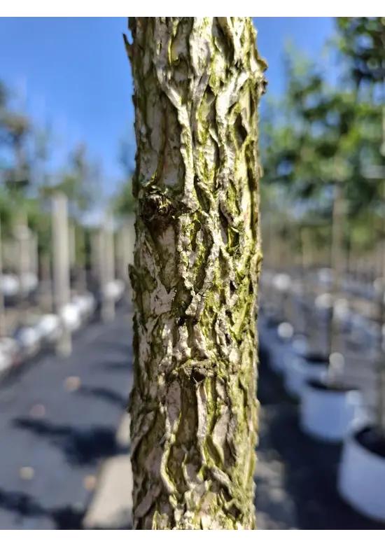 Baumhasel | Corylus colurna