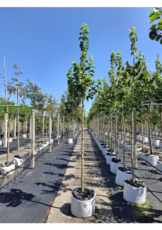 Baumhasel | Corylus colurna