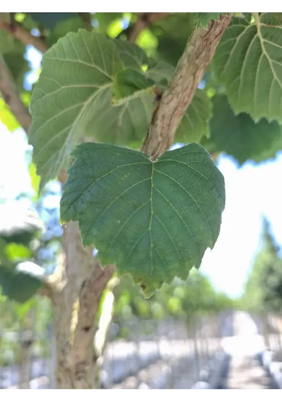 Baumhasel | Corylus colurna