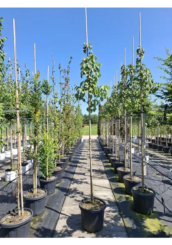 Taschentuchbaum | Davidia involucrata