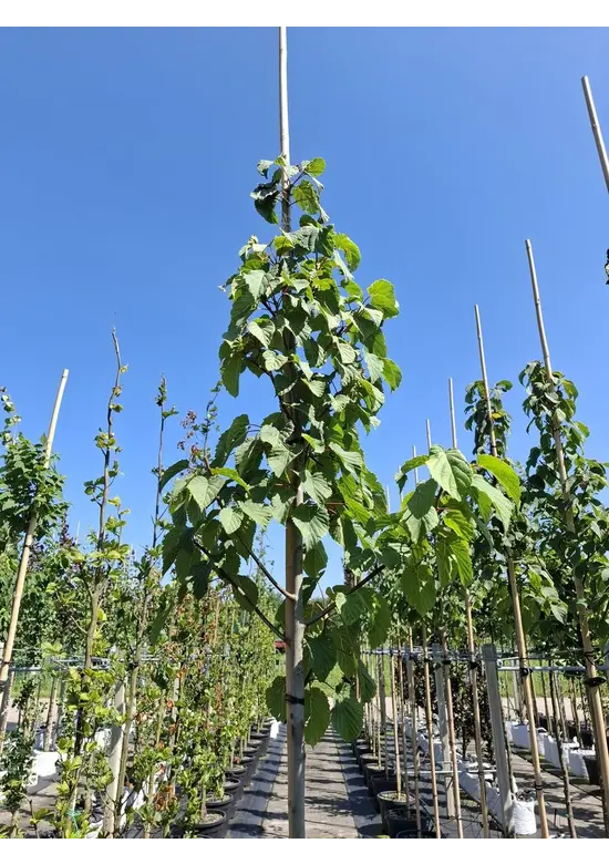 Taschentuchbaum | Davidia involucrata