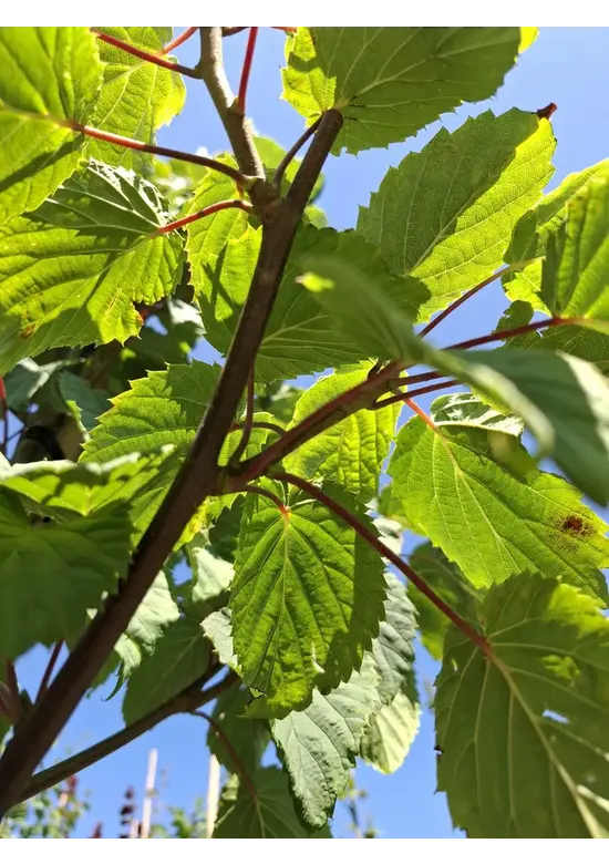 Taschentuchbaum | Davidia involucrata
