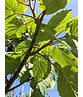 Taschentuchbaum | Davidia involucrata