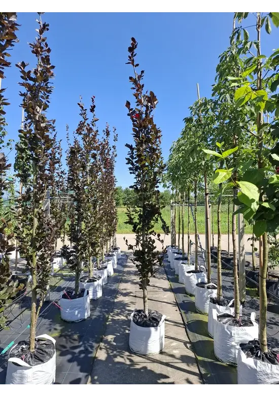 Säulen-Blutbuche 'Dawyck Purple' | Fagus sylvatica 'Dawyck Purple'