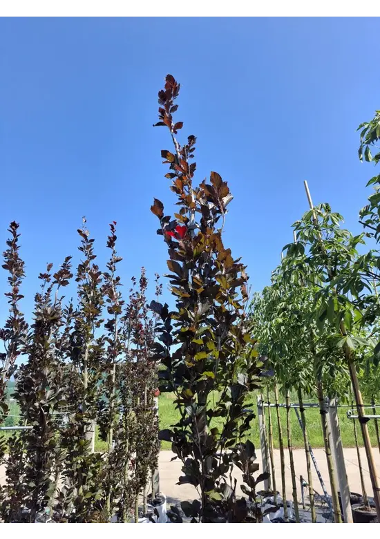 Säulen-Blutbuche 'Dawyck Purple' | Fagus sylvatica 'Dawyck Purple'